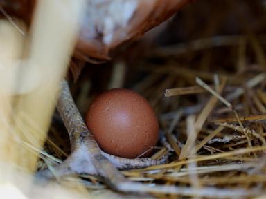 Bird flu still taking toll on industry as 1.35 million chickens are being killed on an Ohio egg farm