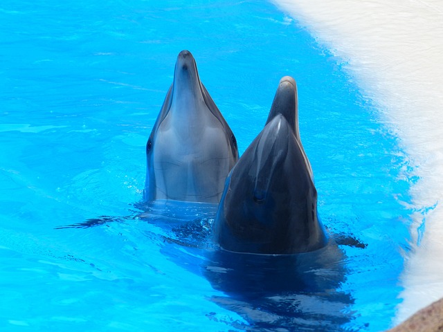 Bottlenose dolphins can sense electric fields, study shows